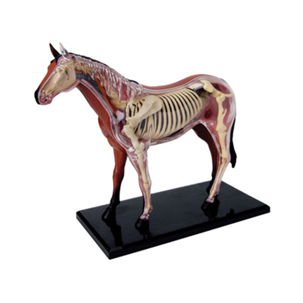 Animal Organ Anatomy Model 4D  - Science Toys review and price
