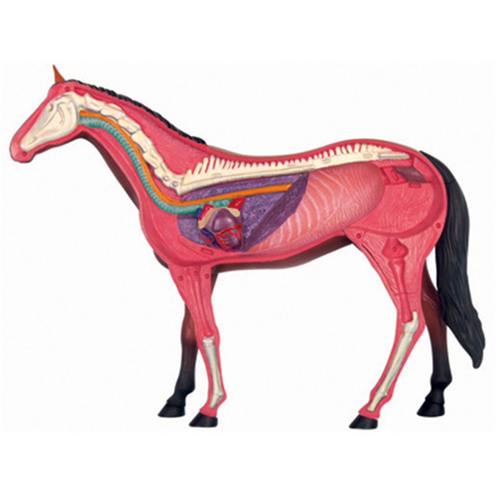 Animal Organ Anatomy Model 4D  - Science Toys review and price