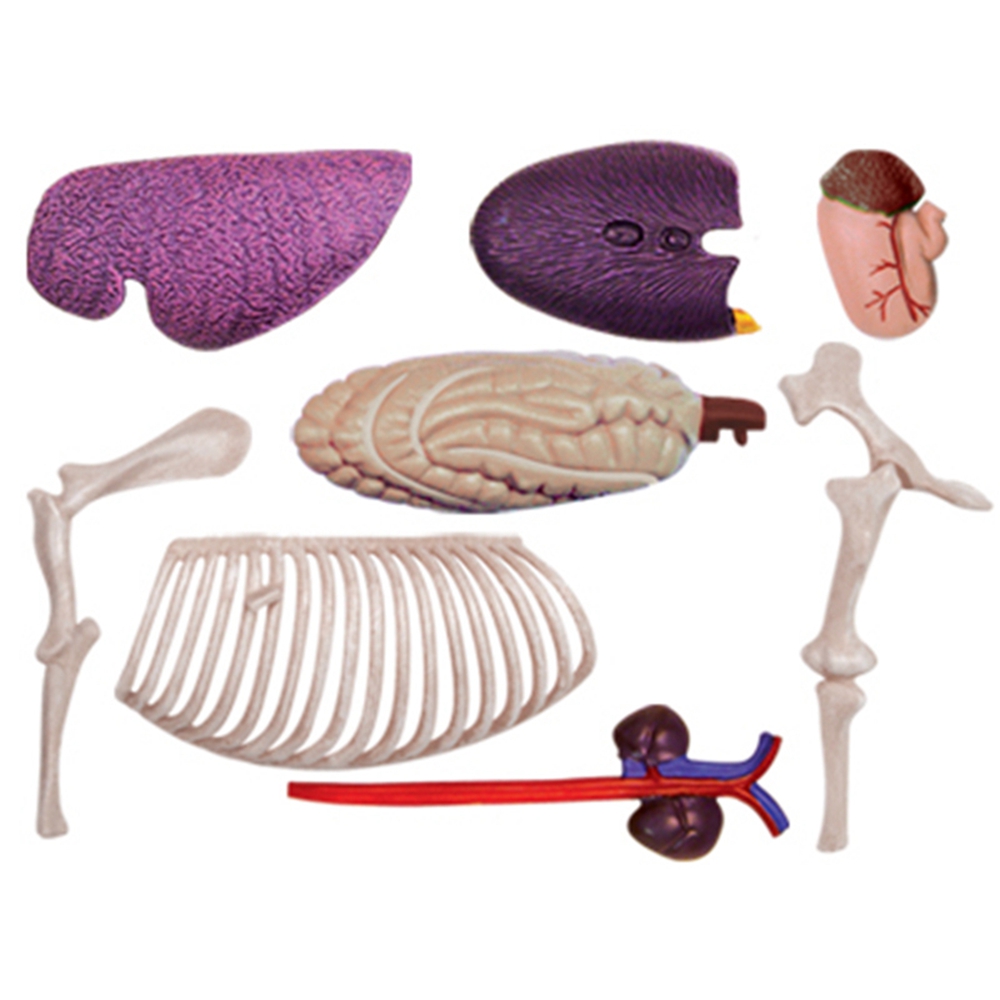 Animal Organ Anatomy Model 4D  - Science Toys review and price